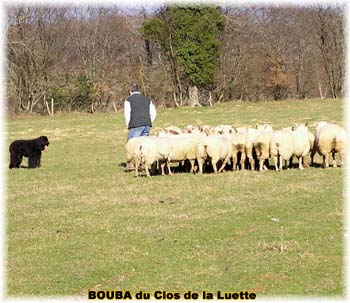 le bouvier des flandres et les moutons - Elevage du CLOS DE LA LUETTE - COPYRIGHT DEPOSE